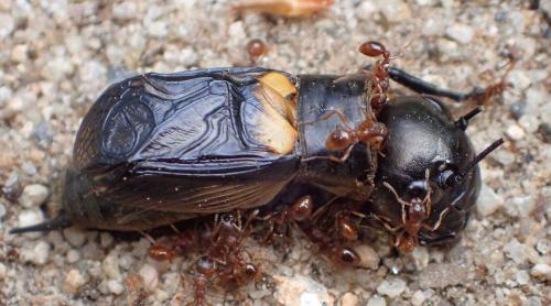 Gryllus campestris